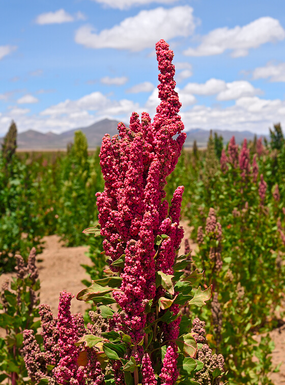 iStock C eAlisa Quinoa Pflanze 1377968044 edit 2024 01 12 12 01 33